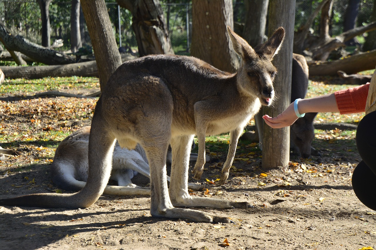 Australia, Brisbane, Gyvūnas, Laukinė Gamta, Gimtoji, Mielas, Queensland, Medis, Pilka, Kelionė