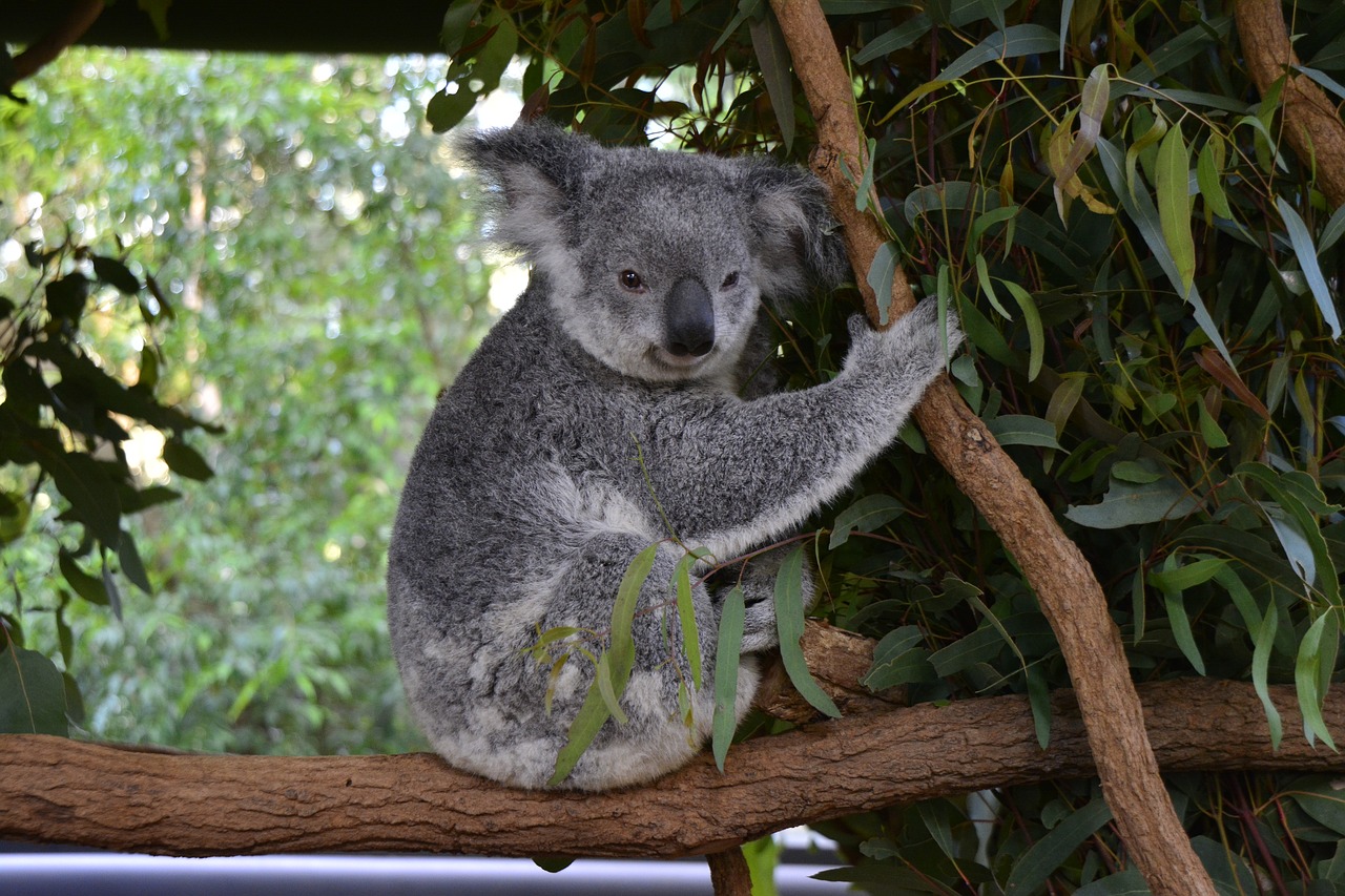 Australia, Koala, Brisbane, Gyvūnas, Laukinė Gamta, Gimtoji, Mielas, Queensland, Medis, Pilka