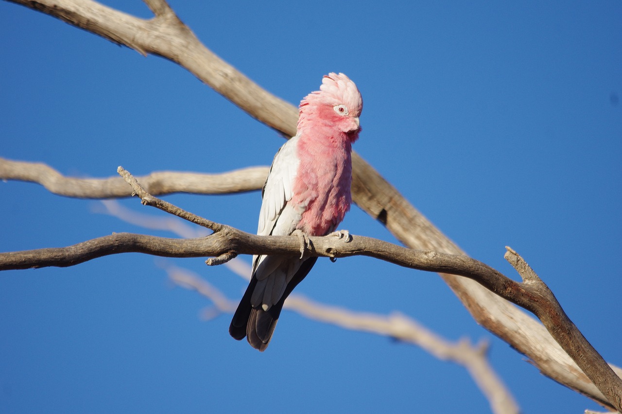 Australia, Galah, Paukštis, Rožinis, Nemokamos Nuotraukos,  Nemokama Licenzija