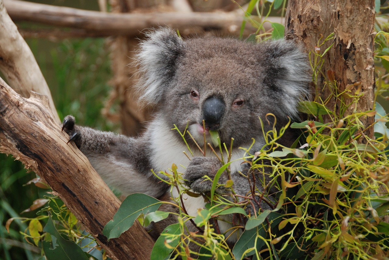 Australia, Koala, Koala Bear, Gyvūnas, Medis, Poilsis, Linksma, Tingus, Eukaliptas, Nemokamos Nuotraukos