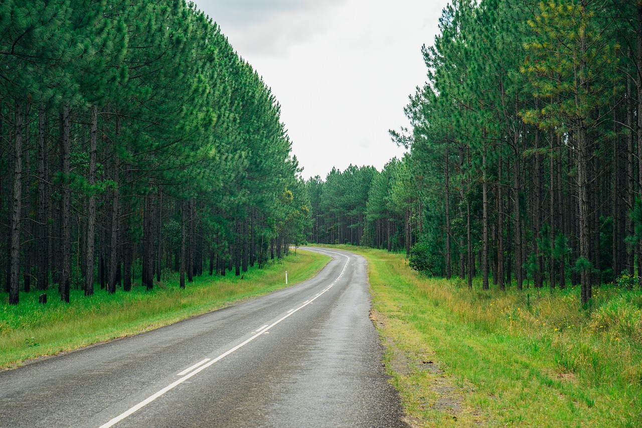 Australia, Saulės Pakrantė, Kelias, Miškas, Medis, Kraštovaizdis, Nemokamos Nuotraukos,  Nemokama Licenzija