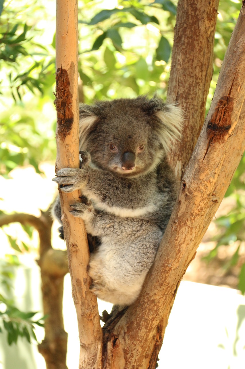 Australia, Koala Bear, Koala, Tingus Lokys, Poilsio Koala, Gyvūnas, Gamtos Apsauga, Filipo Sala, Saldus, Ashen Koala