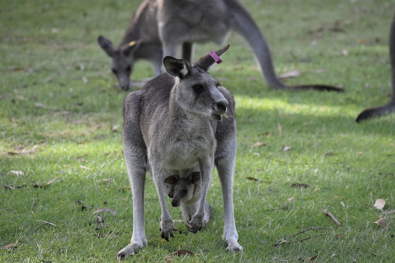 Australija,  Pobūdį,  Kengūra, Nemokamos Nuotraukos,  Nemokama Licenzija