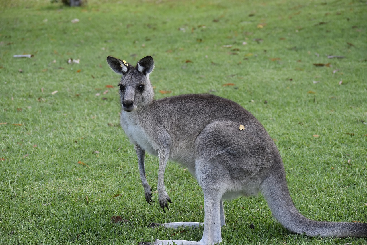 Australija,  Pobūdį,  Kengūra, Nemokamos Nuotraukos,  Nemokama Licenzija