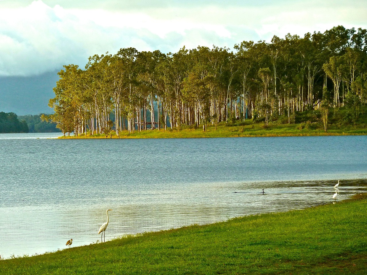 Australia, Miškas, Kranto, Ežeras, Kraštovaizdis, Vaizdingas, Pakrantė, Atogrąžų, Horizontas, Gražus