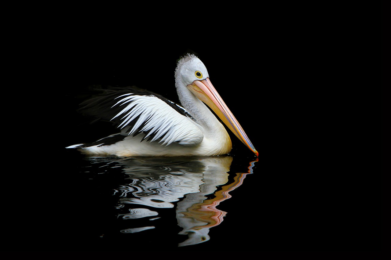 Australia, Pelican, Jūros Paukščiai, Pelecanus Conspicillatus, Australijos Pelikanas, Gamta, Nemokamos Nuotraukos,  Nemokama Licenzija