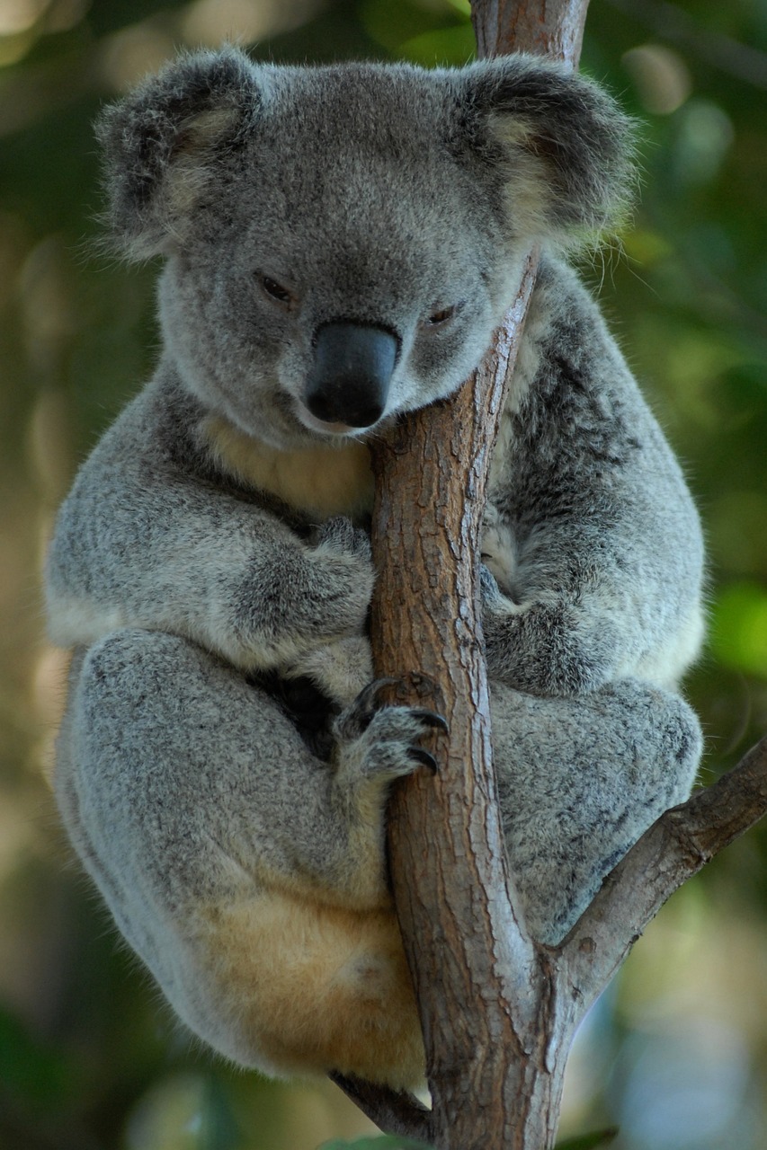Australia, Koala, Koala Bear, Poilsis, Nemokamos Nuotraukos,  Nemokama Licenzija