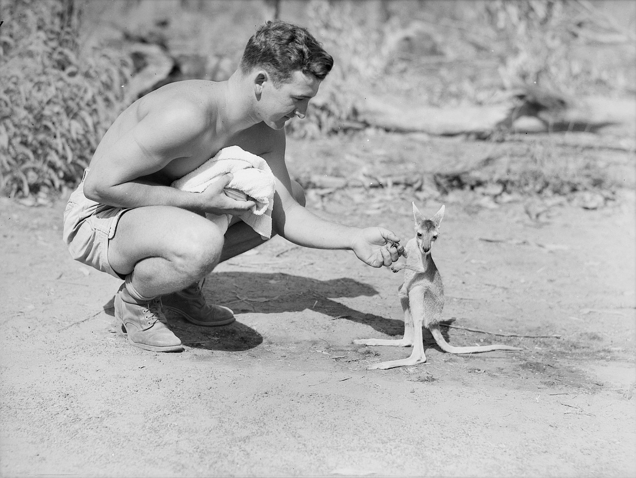 Australia, Juoda Ir Balta, 1942, Joey, Kengūra, Mielas, Gamta, Lauke, Vyras, Petting