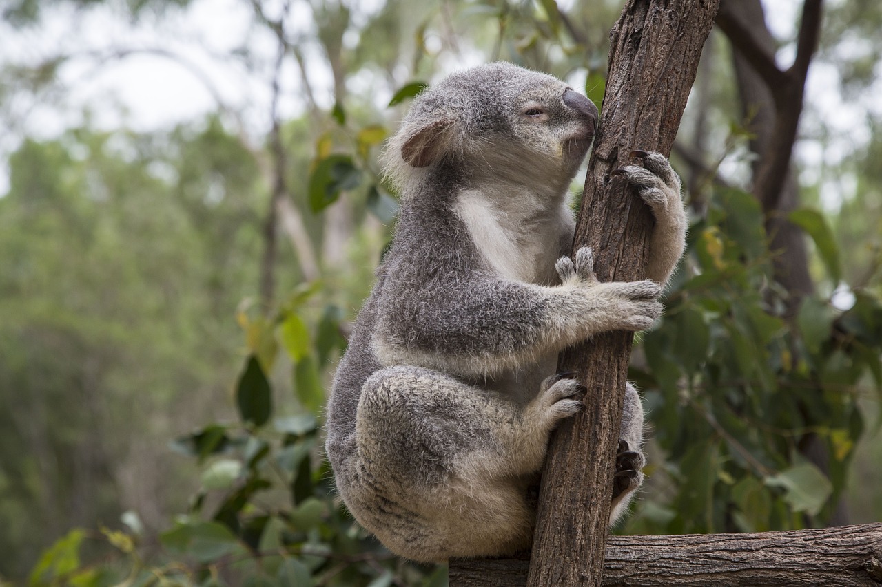 Australia, Brisbane, Eukaliptas, Koala, Nemokamos Nuotraukos,  Nemokama Licenzija