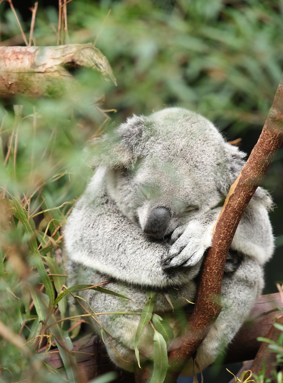 Australia, Koala, Marsupial, Gyvūnas, Laukinė Gamta, Medis, Laukiniai, Gamta, Mielas, Eukaliptas