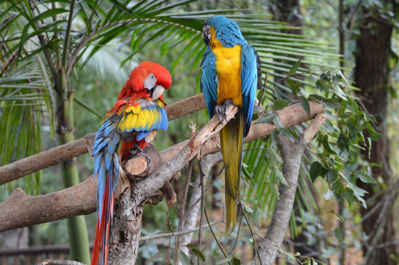 Australijos Zoologijos Sodas, Macaws, Šviesus, Spalvinga, Spalvinga, Nemokamos Nuotraukos,  Nemokama Licenzija
