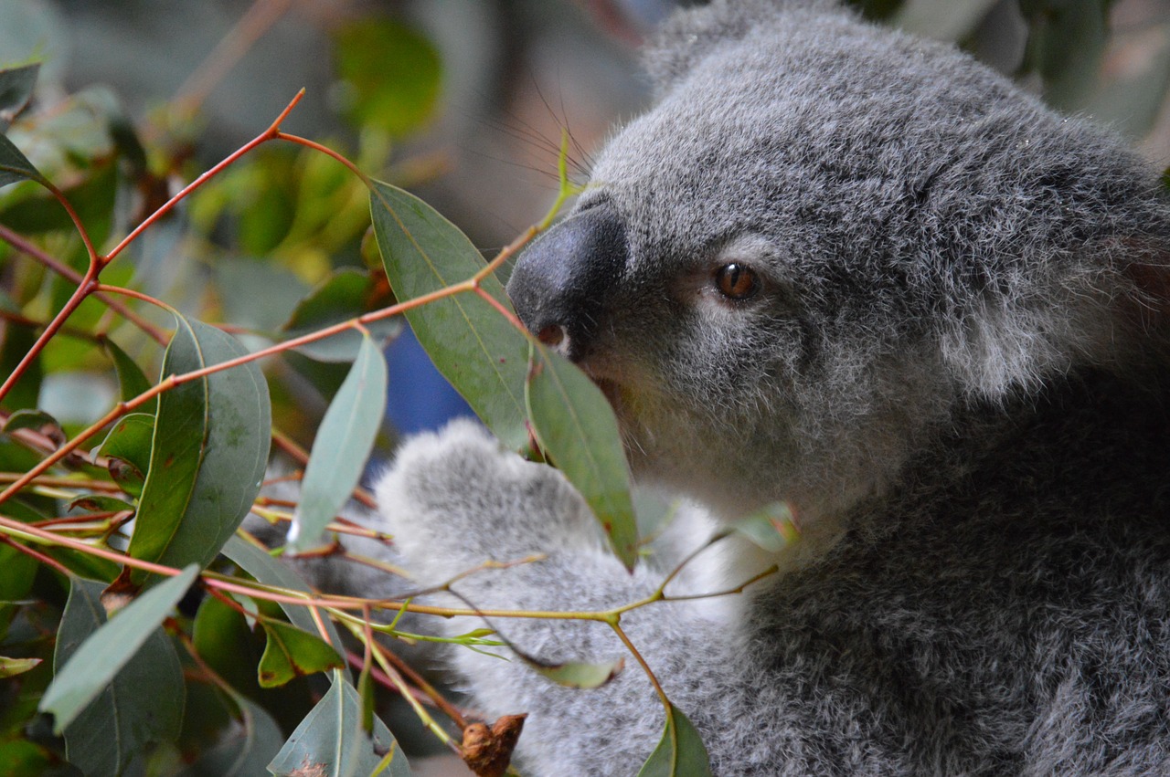 Australijos Zoologijos Sodas, Koala, Mielas, Laukinė Gamta, Linksma, Nemokamos Nuotraukos,  Nemokama Licenzija