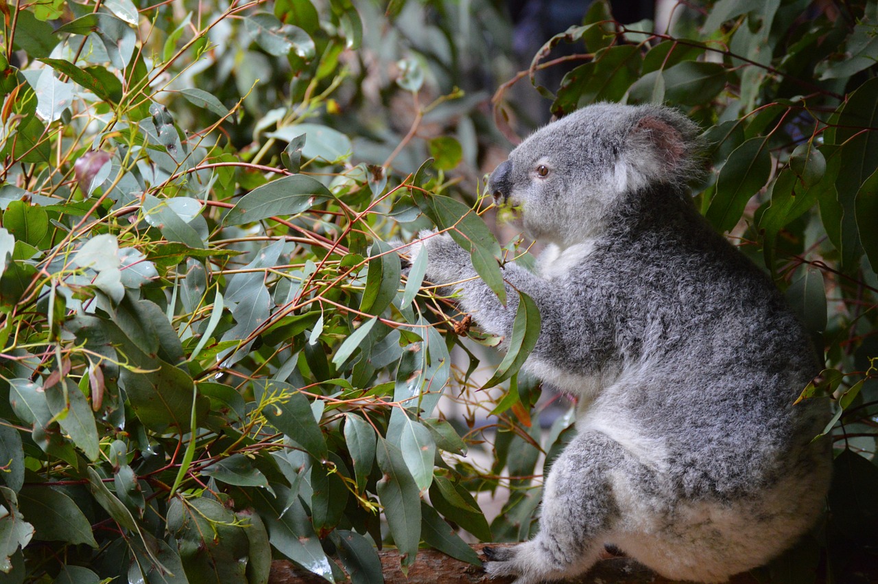 Australijos Zoologijos Sodas, Koala, Pilka, Marsupial, Australia, Nemokamos Nuotraukos,  Nemokama Licenzija
