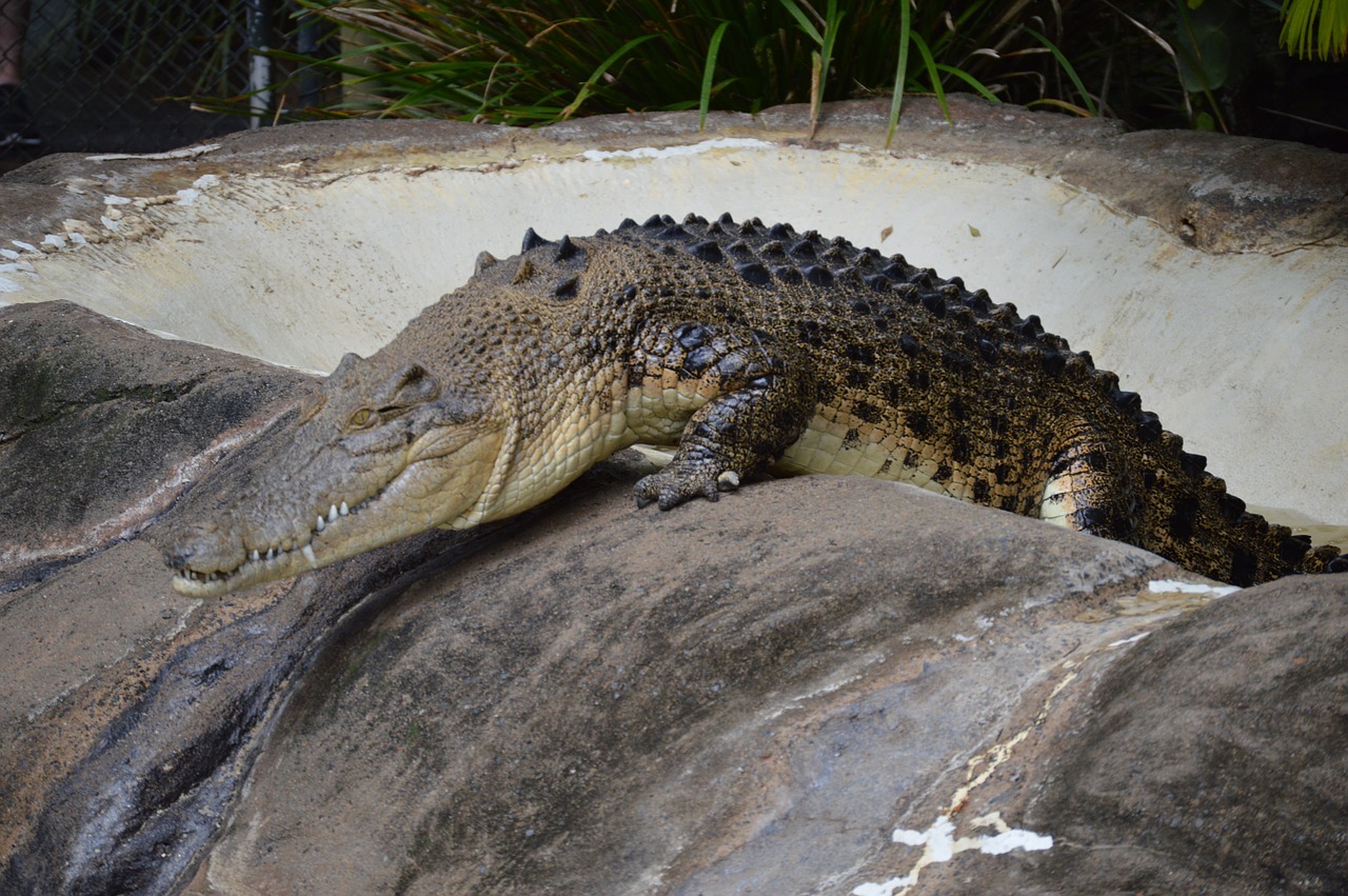 Australijos Zoologijos Sodas, Krokodilas, Laukinė Gamta, Pavojingas, Nemokamos Nuotraukos,  Nemokama Licenzija