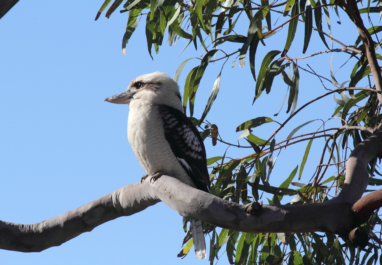 Australian, Kookaburra, Paukštis, Nemokamos Nuotraukos,  Nemokama Licenzija