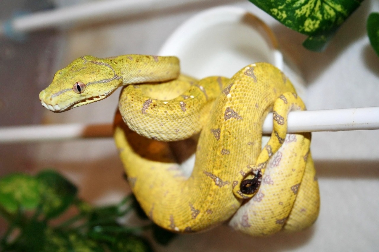 Australiškas Žaliasis Medis Python, Python, Gyvatė, Australia, Pagrobtas Nelaisvėje, Nemokamos Nuotraukos,  Nemokama Licenzija