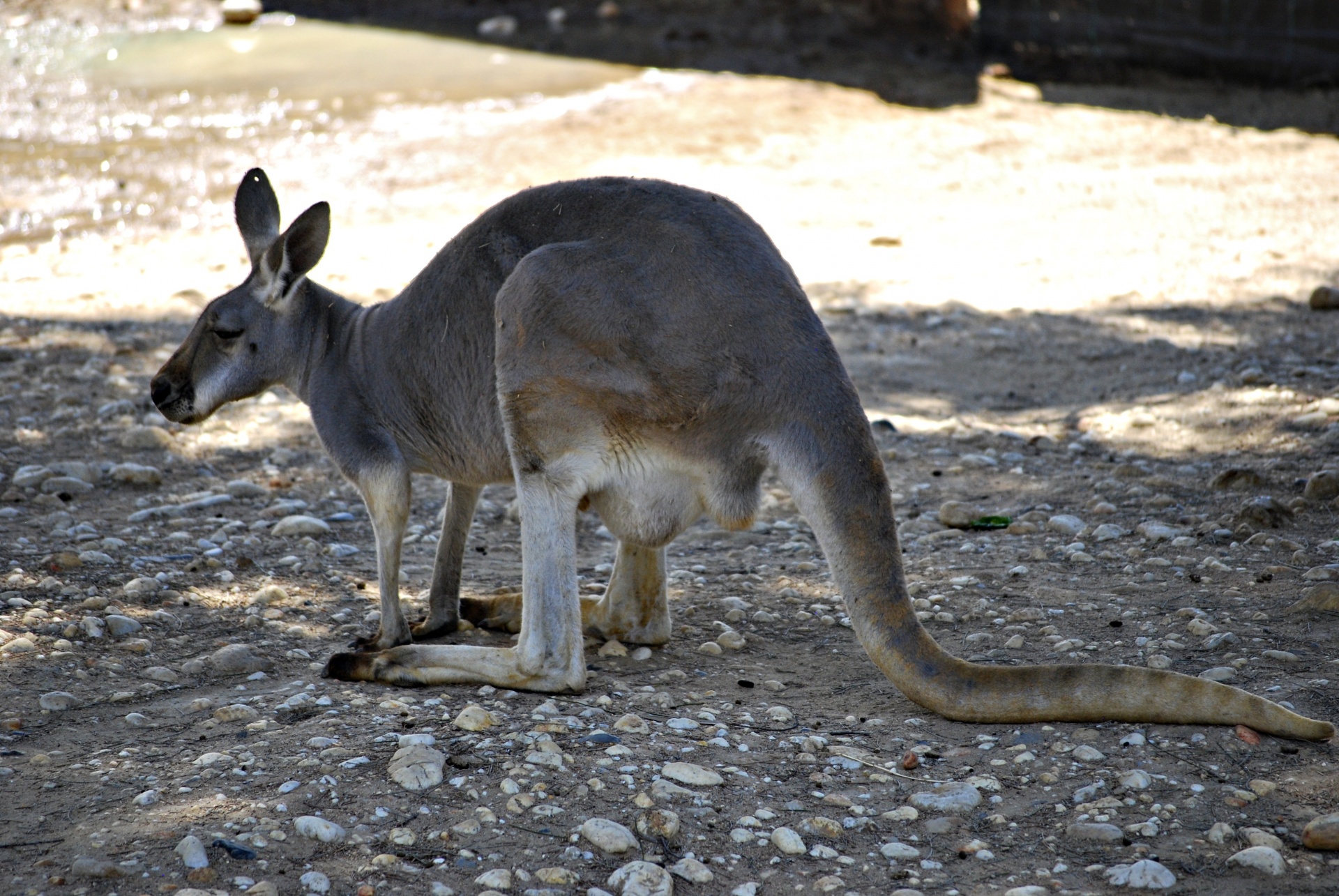 Kengūra,  Australia,  Australian,  Gamta,  Gimtoji,  Australijos Kengūra, Nemokamos Nuotraukos,  Nemokama Licenzija