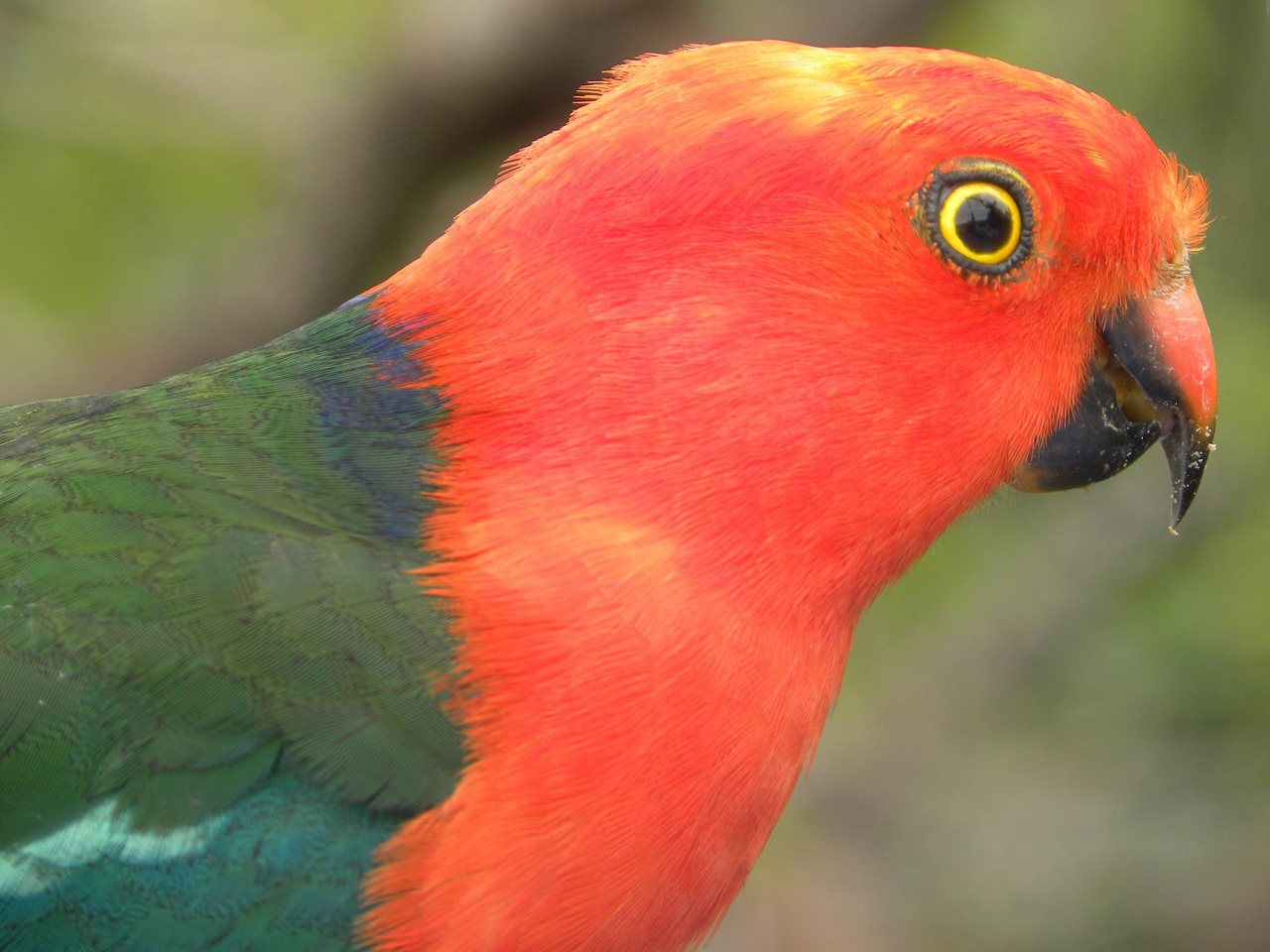 Australijos Karališkasis Papūgas, Alisteras Scapularis, Paukščiai, Skraidantis, Skrydis, Sparnai, Plunksnos, Fauna, Papūgos, Spalvinga