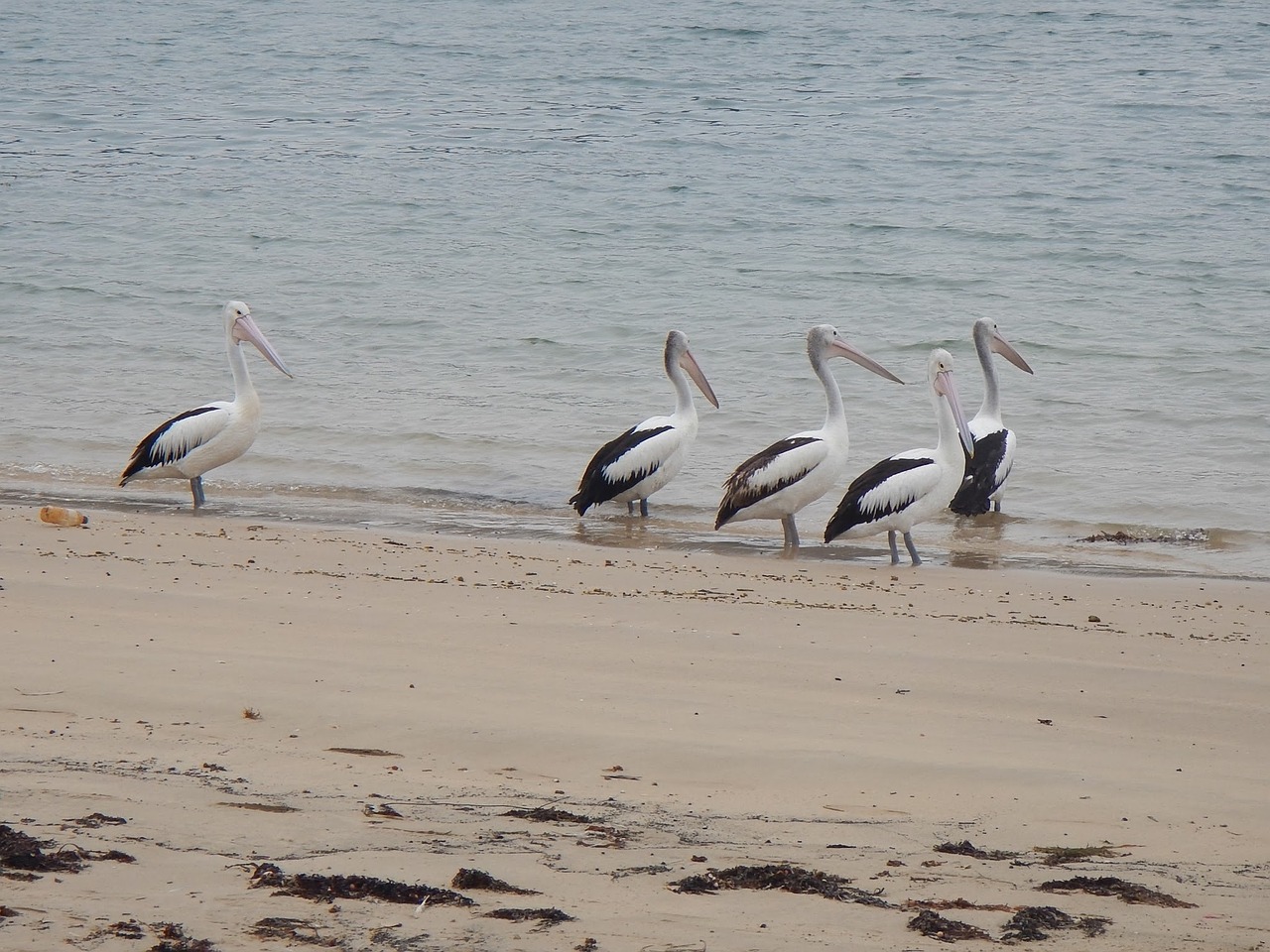 Australijos Pelikanai, Pelecanus Conspicillatus, Vandens Paukštis, Australia, Pelican, Nemokamos Nuotraukos,  Nemokama Licenzija