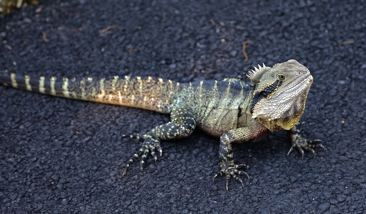 Australijos Vandens Drakonas, Ropliai, Laukinė Gamta, Driežas, Iguana, Intellagama Lesueurii, Laukiniai, Gamta, Skalė, Žiūri