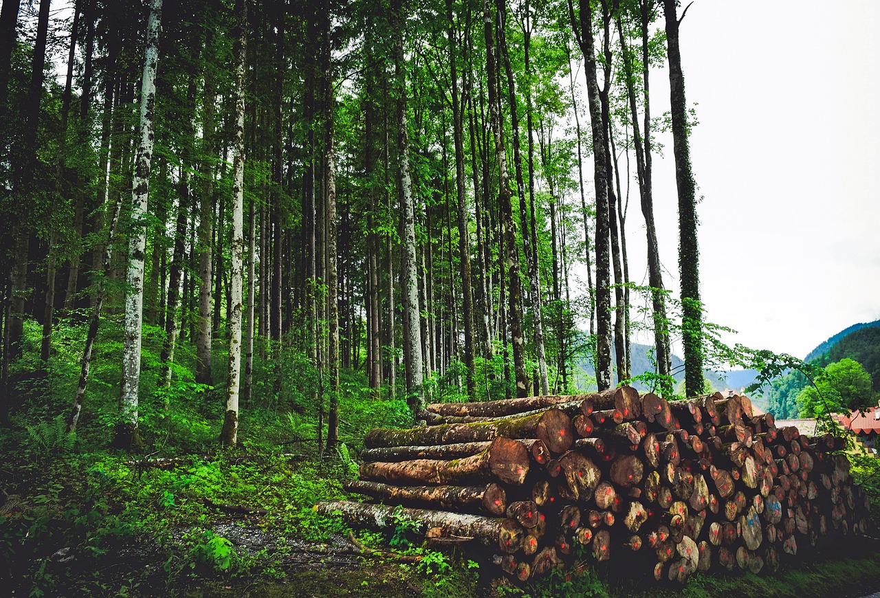 Austria, Kraštovaizdis, Miškas, Medžiai, Miškai, Woodpile, Susmulkinta Mediena, Rąstai, Gamta, Lauke