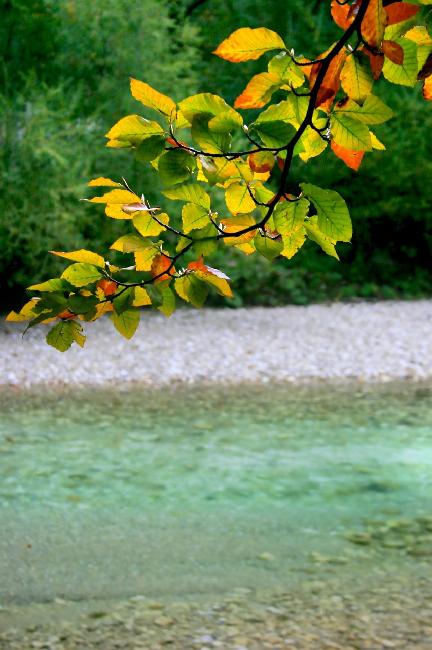 Austria, Attersee, Ruduo, Ežeras, Gamta, Lapai, Žalias, Lapai, Kritimo Lapija, Augalas