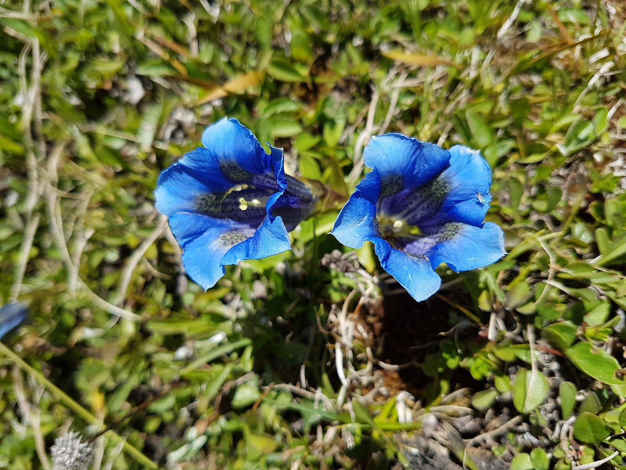 Austria, Mėlynas Gentianas, Gentian, Kelyje, Nemokamos Nuotraukos,  Nemokama Licenzija