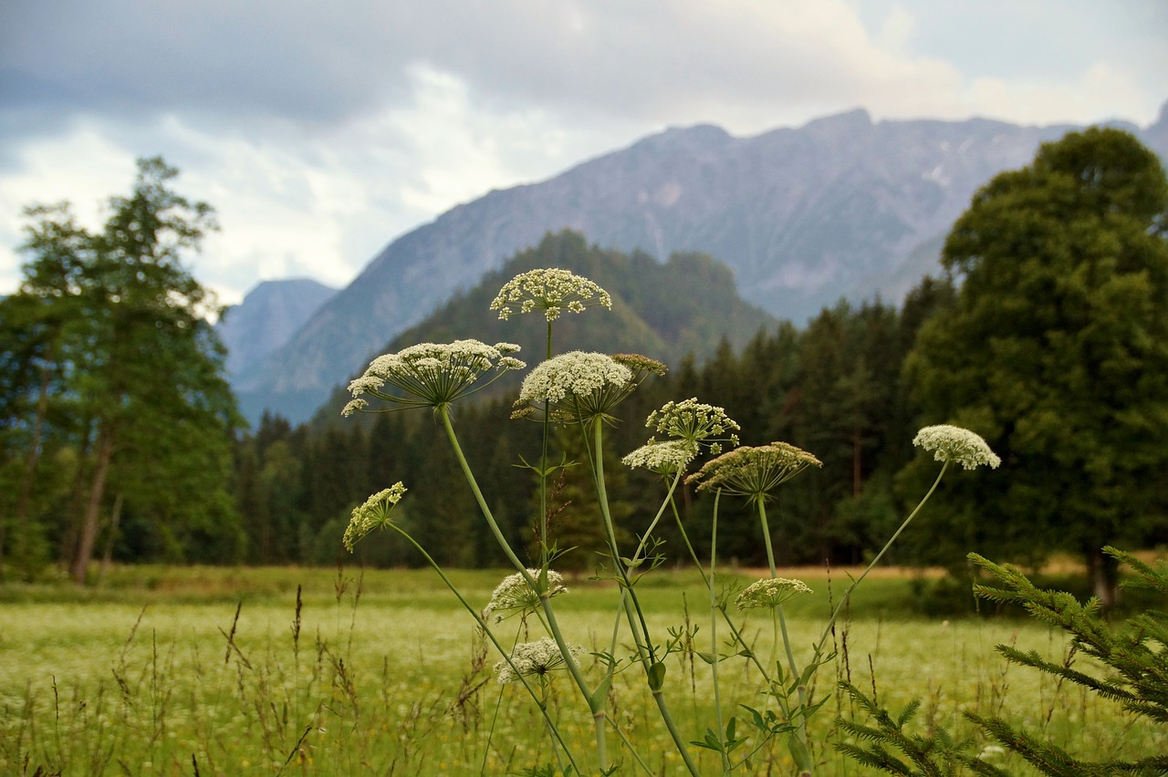 Austrija,  Alpės,  Vakare,  Kalnai,  Twilight,  Vaizdingas,  Pobūdį,  Kraštovaizdis,  Vasara,  Kalnų