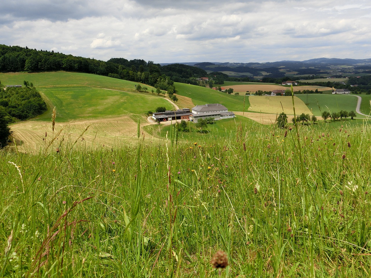 Austria, Alm, Pieva, Kraštovaizdis, Ganykla, Žalias, Nemokamos Nuotraukos,  Nemokama Licenzija