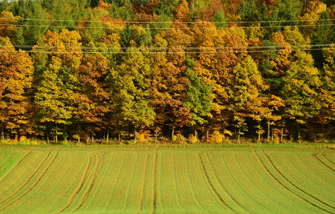 Ruduo, Rudens Miškas, Medžiai, Kritimo Lapija, Lapuočių Medžiai, Saulės Spindulys, Aukso Ruduo, Auksinis Spalio Mėn ., Atsiras, Miškas