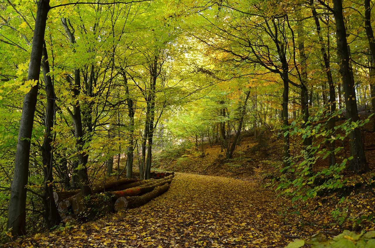 Ruduo, Rudens Miškas, Miškas, Lapuočių Medžiai, Medžiai, Kritimo Lapija, Aukso Ruduo, Kritimo Lapai, Auksinis Spalio Mėn ., Atsiras