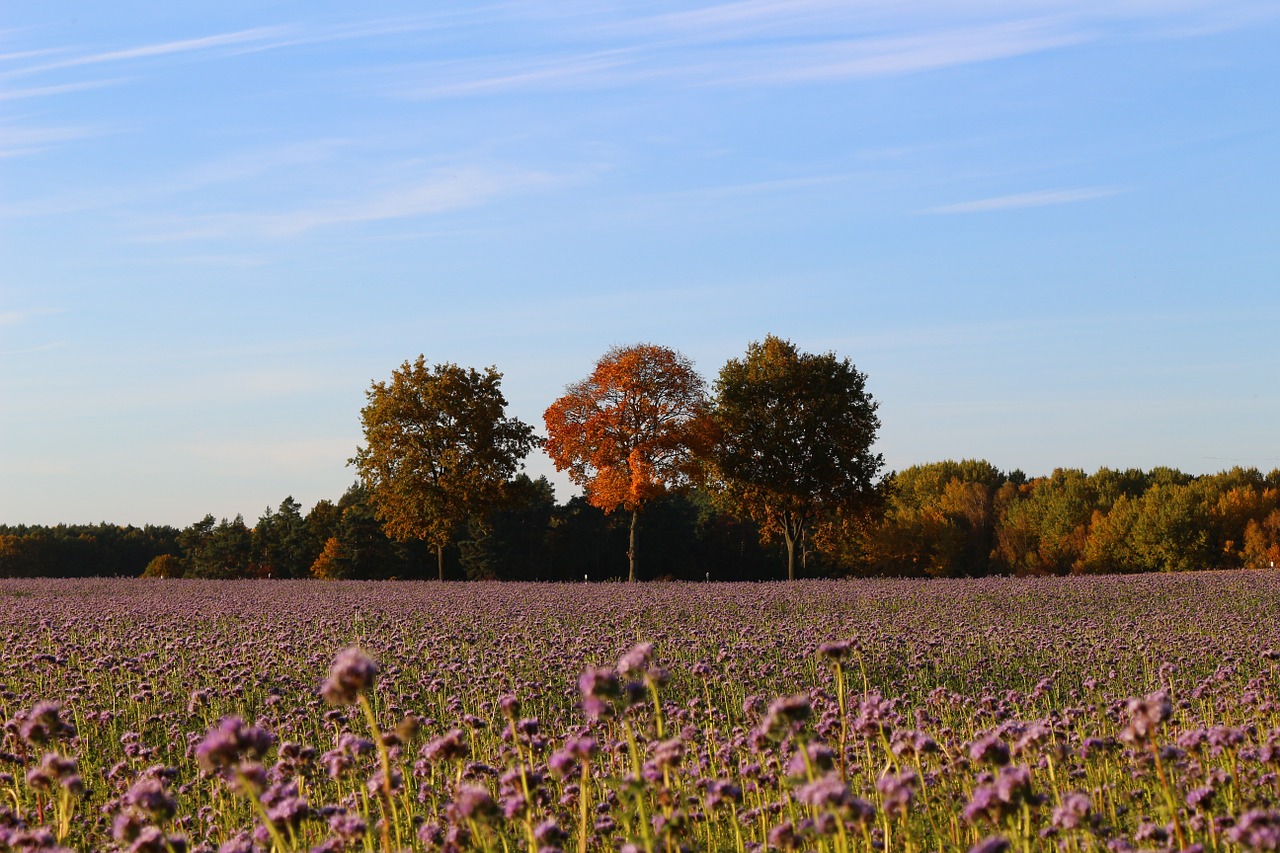 Ruduo, Kraštovaizdis, Gamta, Laukas, Bitės, Phacelia, Aukso Ruduo, Kritimo Lapija, Nemokamos Nuotraukos,  Nemokama Licenzija