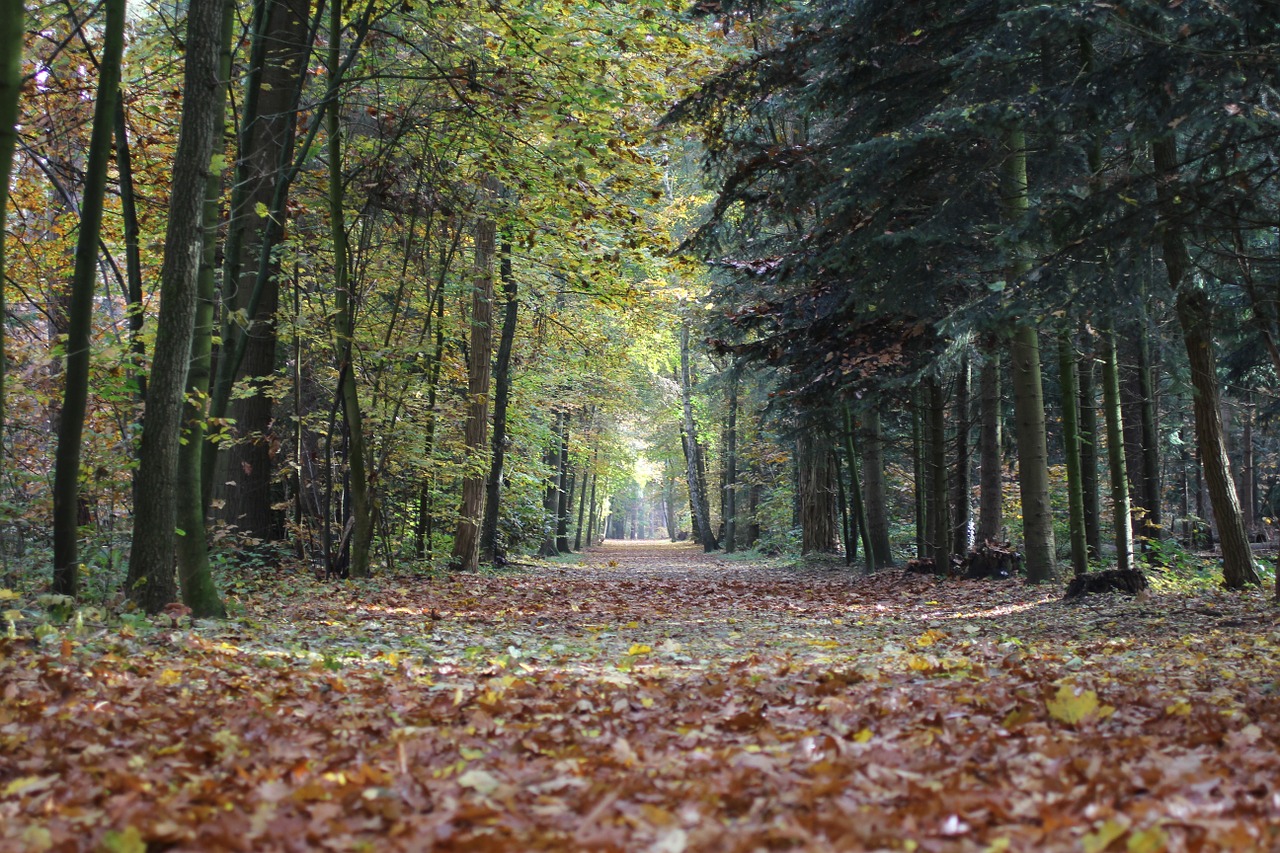 Ruduo, Lapai, Spalvos, Veluwe, Miškas, Nemokamos Nuotraukos,  Nemokama Licenzija