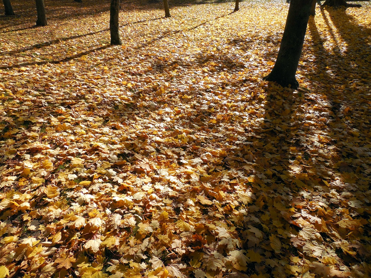 Ruduo, Lapai, Auksinis, Aukso Ruduo, Kritimo Lapija, Atsiras, Lapų Dažymas, Spalva, Rudens Auksas, Auksinis Spalio Mėn .