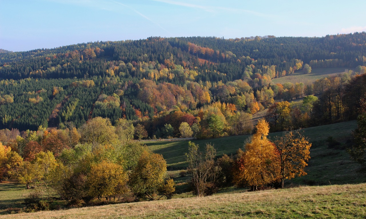 Ruduo, Medis, Lapija, Miškas, Gamta, Parkas, Kraštovaizdis, Spalio Mėn, Aukso Poland, Nacionalinis Parkas