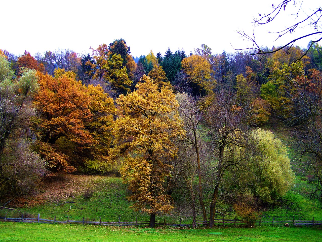 Ruduo, Spalvingas Rudens Miškas, Gamta, Nemokamos Nuotraukos,  Nemokama Licenzija