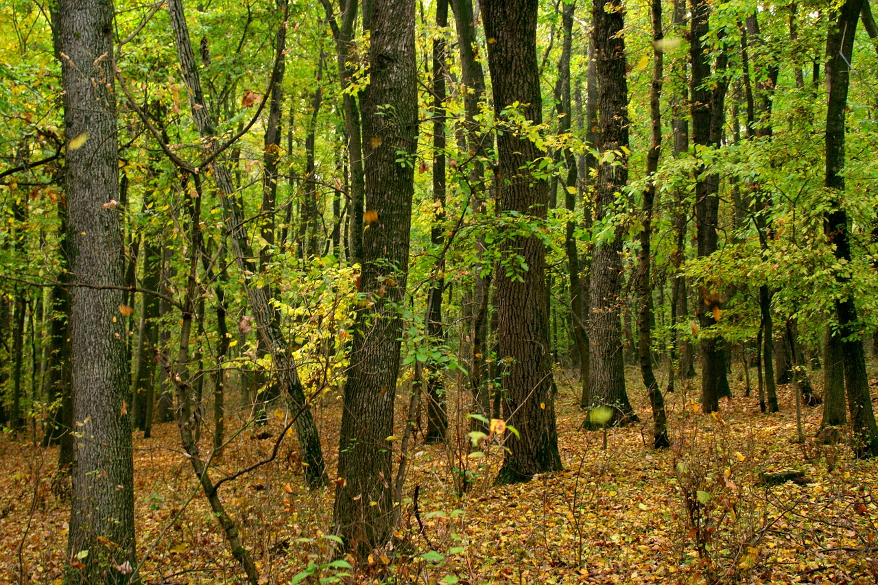 Ruduo, Miškas, Geltona, Lapai, Dažymas, Kraštovaizdis, Nemokamos Nuotraukos,  Nemokama Licenzija