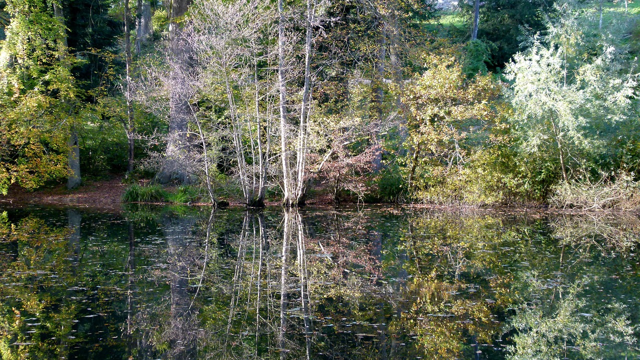 Ruduo, Miškas, Waldsee, Nemokamos Nuotraukos,  Nemokama Licenzija