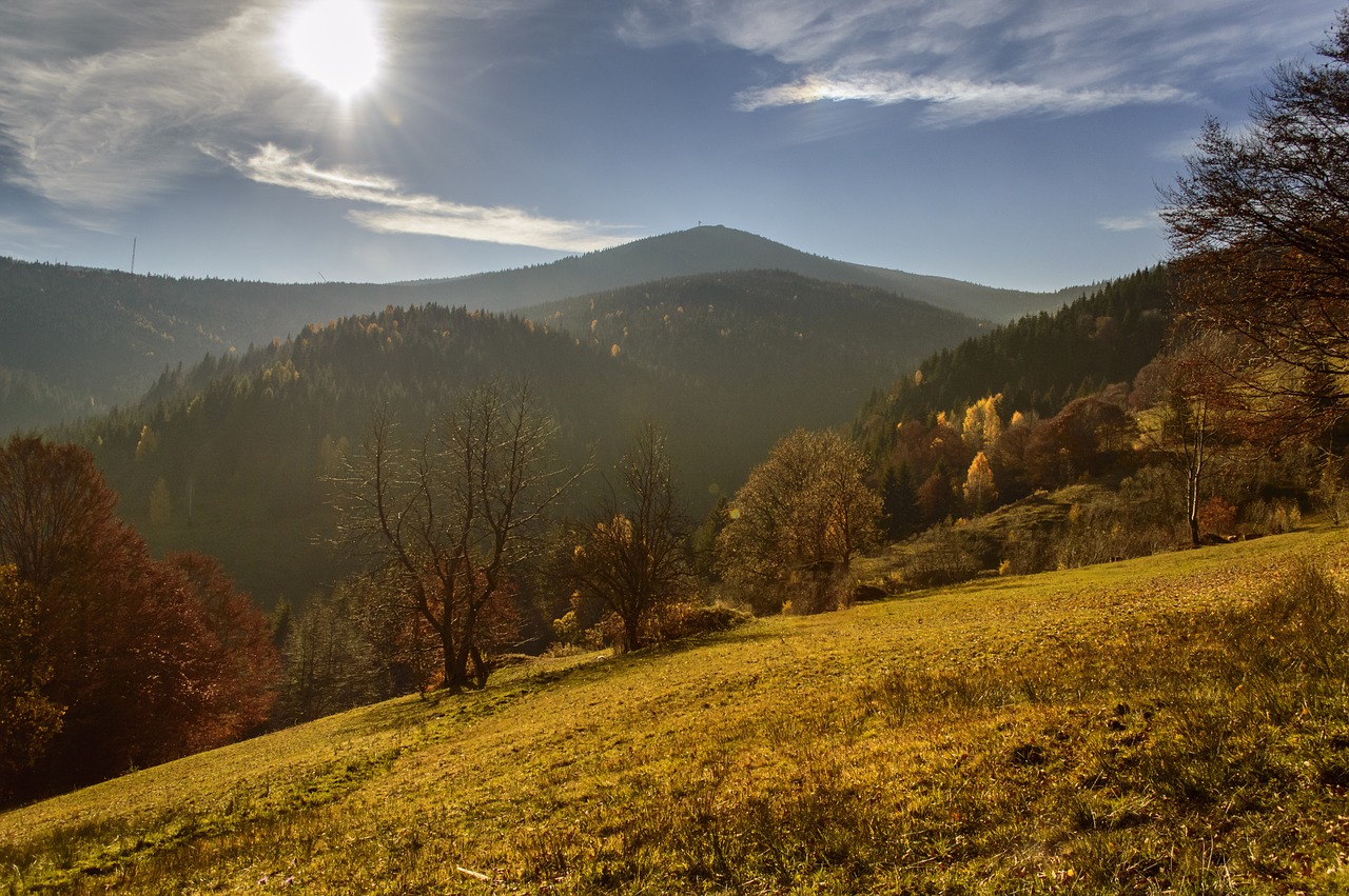 Ruduo, Miškas, Medis, Šviesa, Saulė, Kelias, Vaikščioti, Saulės Šviesa, Per, Mediena