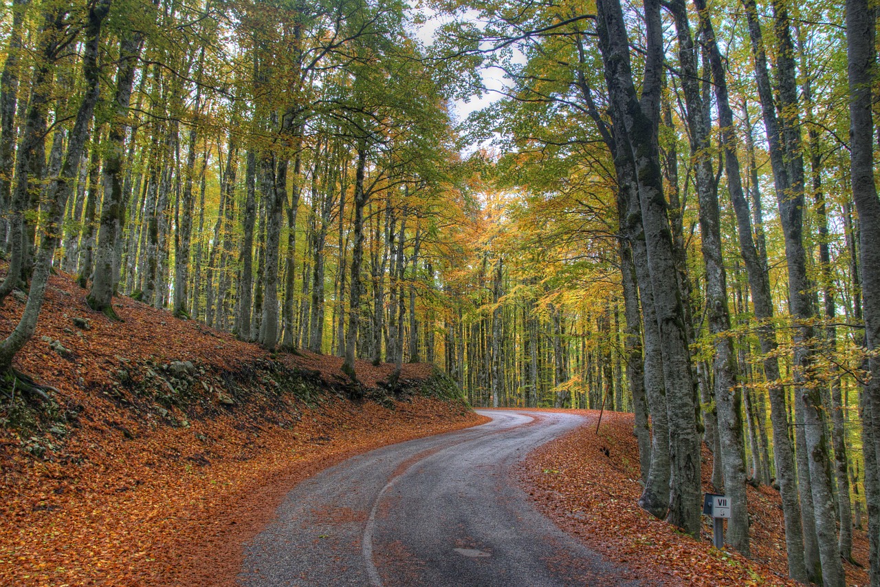 Miškas, Gamta, Rudens Miškai, Medis, Lapija, Džiovinti Lapai, Medžiai, Lapai, Geltona, Kelias