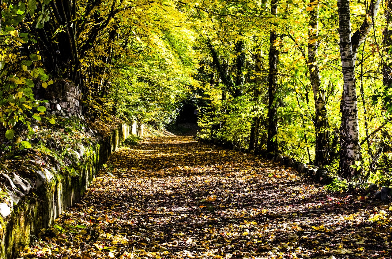 Ruduo, Miškas, Lapai, Rudens Diena, Toli, Nemokamos Nuotraukos,  Nemokama Licenzija