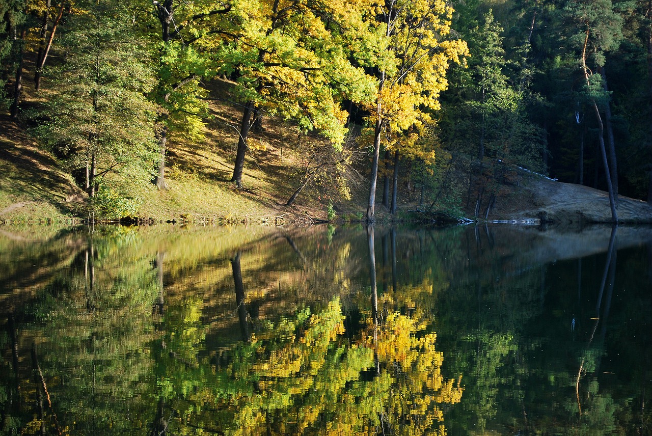 Ruduo, Miškas, Gamta, Aukso Ruduo, Rudens Miškas, Medžiai, Kraštovaizdis, Medis, Geltona, Upė