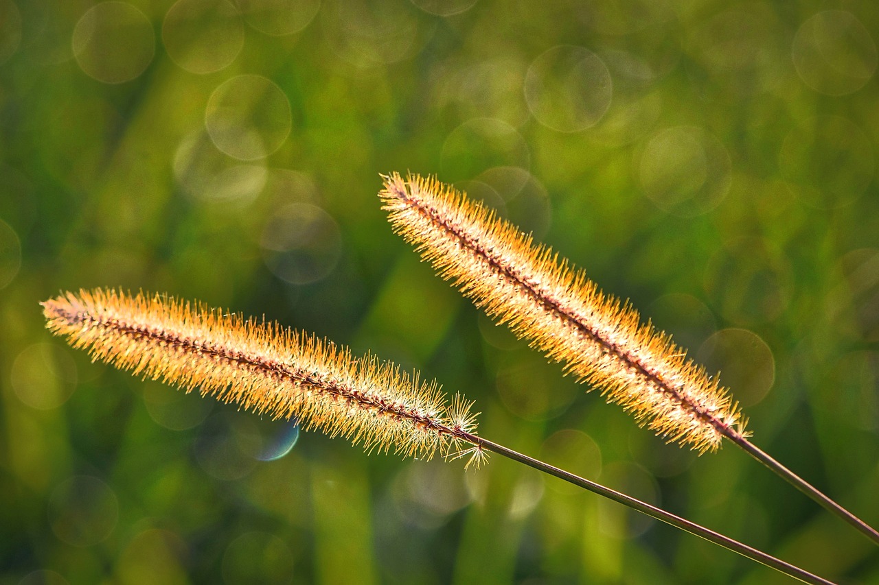 Ruduo, Žolė, Žolės, Pieva, Plaukuotas, Augalas, Gamta, Saulės Šviesa, Bokeh, Nemokamos Nuotraukos