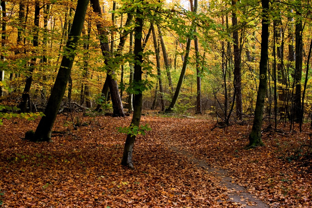 Ruduo, Spalva, Miškas, Rudens Nuotaika, Lapai, Nemokamos Nuotraukos,  Nemokama Licenzija