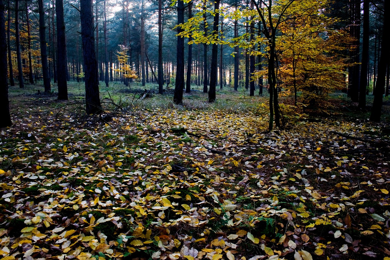 Ruduo, Rudens Miškas, Spalvoti Lapai, Rudens Nuotaika, Nemokamos Nuotraukos,  Nemokama Licenzija