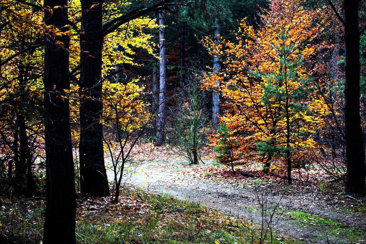 Ruduo, Rudens Spalvos, Kritimo Lapija, Medžiai, Kritimo Spalva, Miškas, Šviesa, Kritimo Lapai, Rudens Nuotaika, Aukso Ruduo