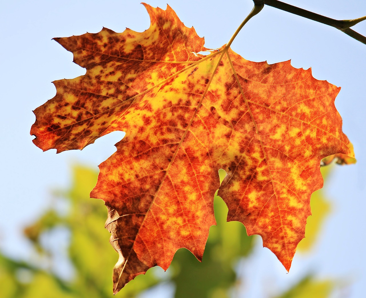 Ruduo, Rudens Lapas, Lapai, Lapų Lapai, Lapai, Kritimo Spalva, Gamta, Aukso Ruduo, Rudens Spalvos, Spalvinga