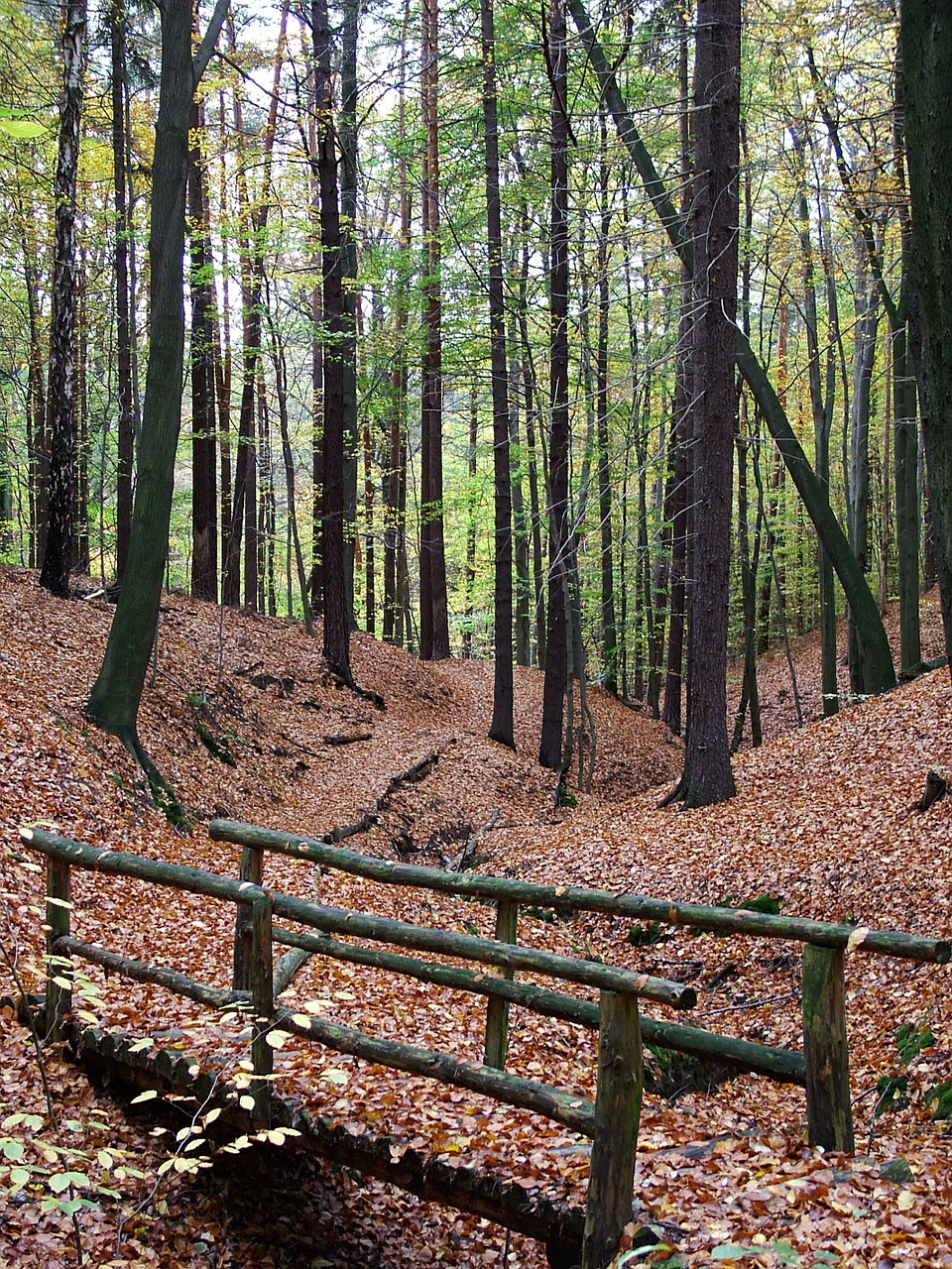 Ruduo, Miškas, Tiltas, Nemokamos Nuotraukos,  Nemokama Licenzija