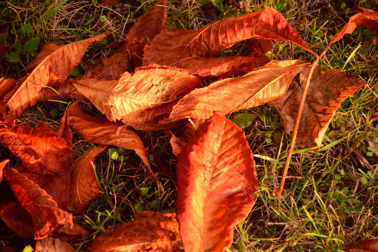 Ruduo, Lapai, Palieka Rudenį, Aukso Ruduo, Kritimo Lapija, Gamta, Rudens Spalvos, Kaštonų Lapai, Auksinis, Nemokamos Nuotraukos