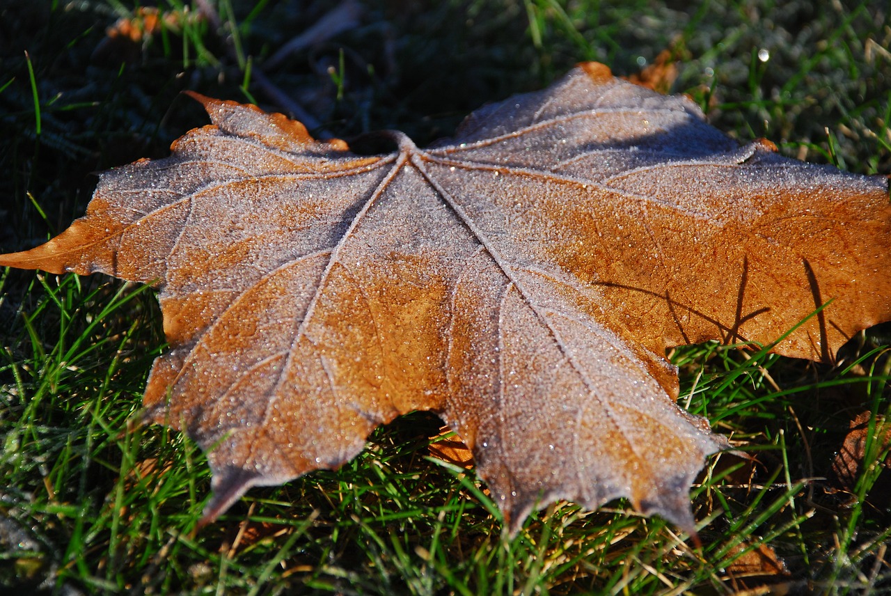 Ruduo, Lapai, Nukritę Lapai, Oranžinė, Rudens Lapai, Nemokamos Nuotraukos,  Nemokama Licenzija